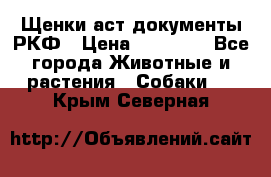 Щенки аст документы РКФ › Цена ­ 15 000 - Все города Животные и растения » Собаки   . Крым,Северная